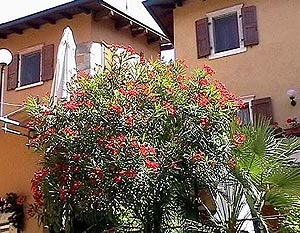 Malcesine am Gardasee