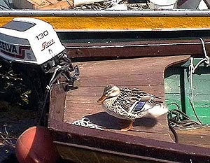 Ruhepause in Malcesine am Gardasee