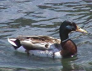 Ente im Gardasee