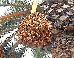 Dattelnzweig auf Palme