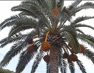 Palme