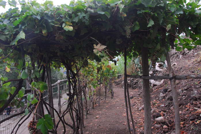 Ischia: Castello Aragonese
