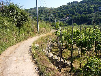 Ischia: Weg durch Weinberge