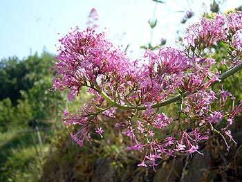 Ischia: Spornblume - Centranthus ruber