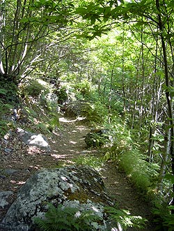 Ischia: Kastanienwald