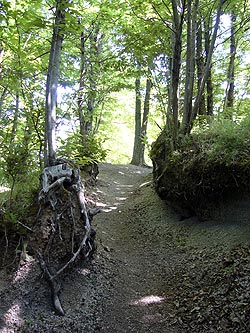 Ischia: Wanderpfad durch Wald