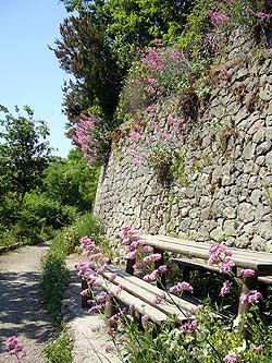 Ischia: Rastplatz mit Trockenmauer und Blumen