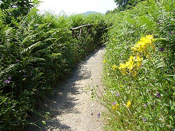 Ischia: Blumen am Wegrand