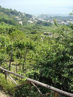 Ischia: Weinberge