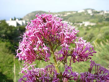 Ischia - Panza: Blume