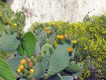 Ischia - Panza: Kaktus