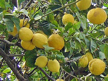 Ischia - Panza: Zitronenbaum