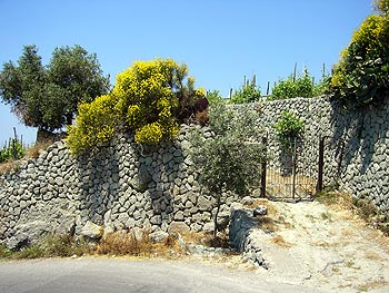 Ischia - Panza: Mauer mit Blumen