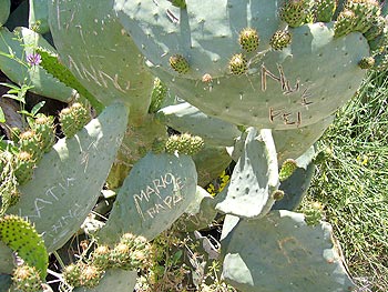 Ischia - Panza: Punta Imperatore - Kaktus mit Nameninschriften
