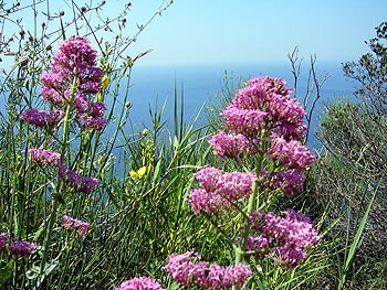 Ischia: Spornblume - Centranthus ruber