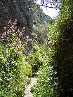 Ischia: Weinbergwanderung
