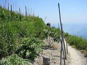 Ischia: Weinbergwanderung