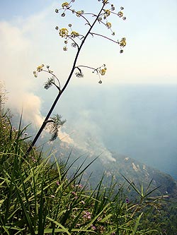 Ischia: Buschbrand