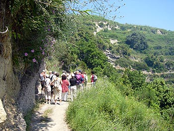 Ischia: Weinbergwanderung
