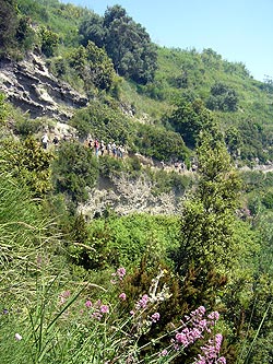 Ischia: Weinbergwanderung