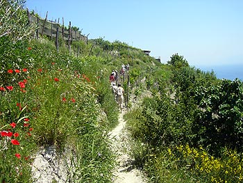 Ischia: Weinbergwanderung