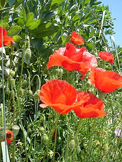 Ischia: Mohnblume