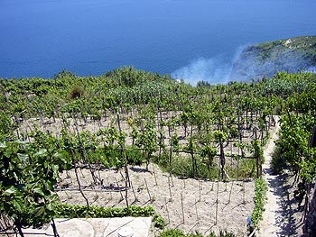Ischia: Weinbergwanderung - Rebanlage