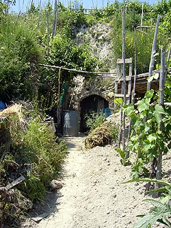 Ischia: alter Weinkeller