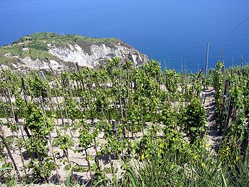 Ischia: Rebanlage