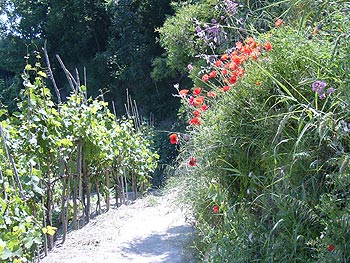 Ischia: Weinbergwanderung