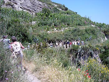 Ischia: Weinbergwanderung