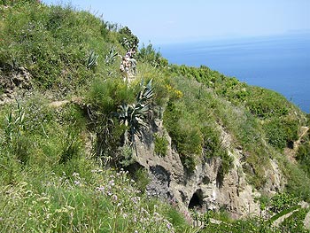 Ischia: Weinbergwanderung