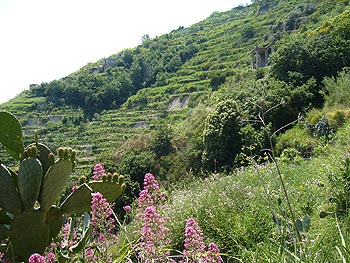 Ischia: Weinbergwanderung