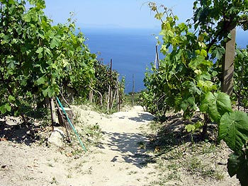 Ischia: Weinberg von Giuseppe