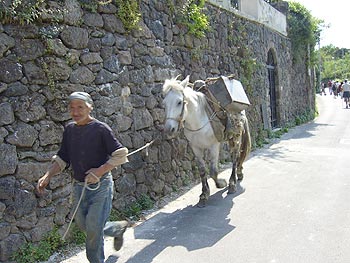 Ischia: Ischitaner mit Pferd als Lastentrger