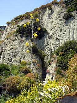 Ischia: Serrara Richtung Maronti-Strand