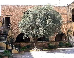 Arkadi: Olivenbaum im Innenhof