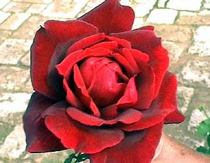 Arkadi: Rose