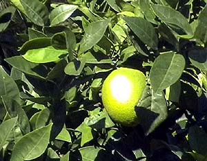 Gortis: Zitronenbaum