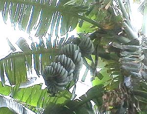 Iraklion: Bananenbaum