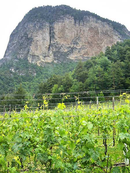 Fennberg: Hoechstgelegener Mueller Thurgau-Weinanbau (1034 m)