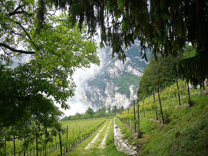 Fennberg: Mueller-Thurgau-Weingut
