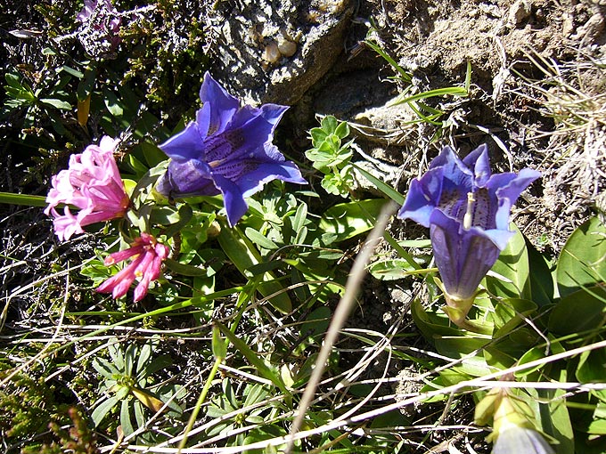 Alpenrose und blauer Enzian