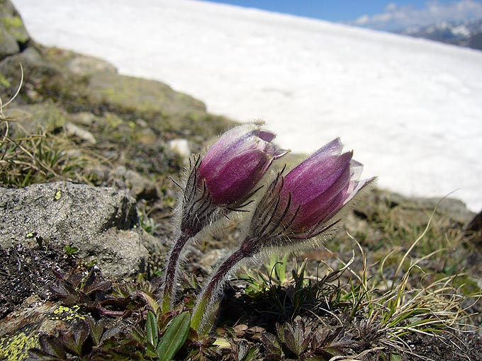 Frhlings-Kuhschelle, Pelzanemone (Pulsatilla vernlis)