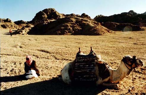 Beduine und Kamel in der Wüste
