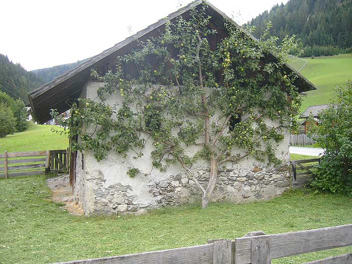 Winnebach: Hütte mit Apfelbaum