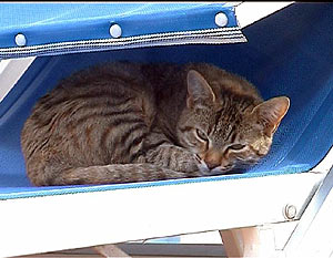 Hotel Castiglione, Katze