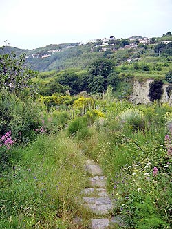 Ischia - Panza: Weg nach Sant'Angelo