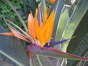 Ischia - Panza: Blume