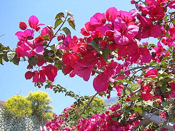 Ischia - Panza: Blumen
